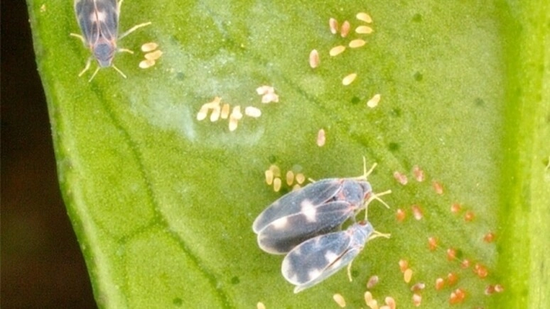I micro insetti (foto Ansa)