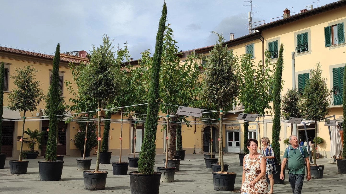 Piazza delle Carceri. La "foresta" è un caso. Bocciata dai grillini. Ma c’è chi la vuole fissa Piazza delle Carceri. La "foresta" è un caso. Bocciata dai grillini. Ma c’è chi la vuole fissa