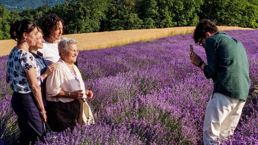 Se la lavanda è un fenomeno social. Benvenuti nella Provenza pisana