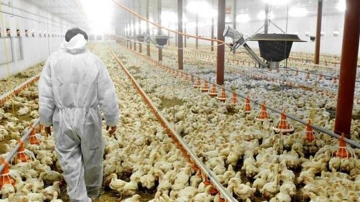 L’influenza aviaria fa strage di polli Il focolaio in un’azienda agricola L’influenza aviaria fa strage di polli Il focolaio in un’azienda agricola