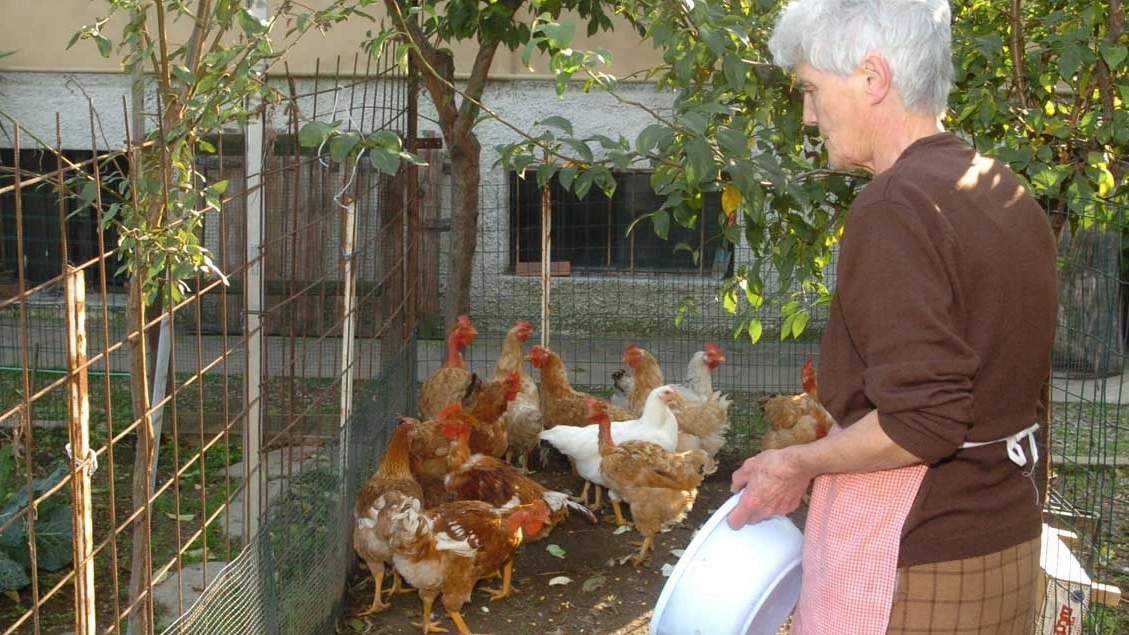 Una signora che alleva le galline