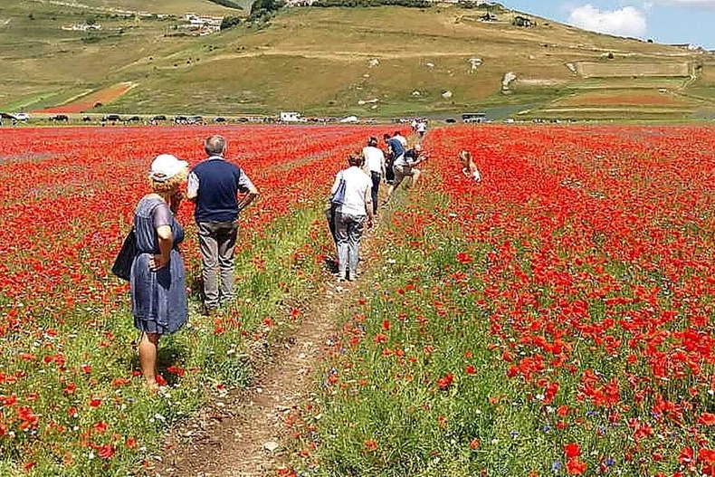 La meravigliosa fioritura a Castelluccio di Norcia