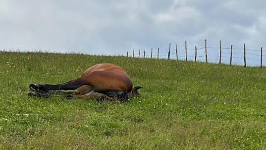 Cinque cavalli uccisi dai fulmini mentre pascolavano sul Tenetra