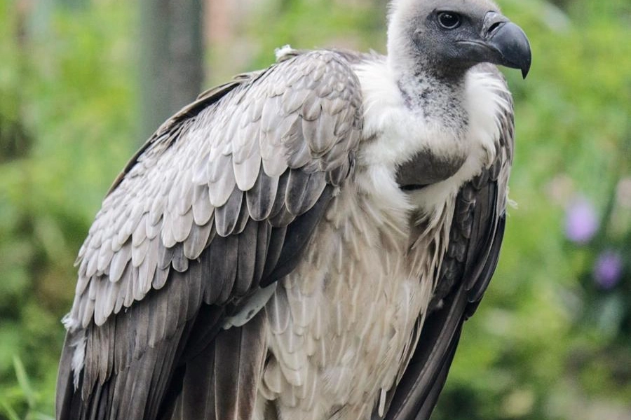 Un avvoltoio nello zoo di Dallas (repertorio)