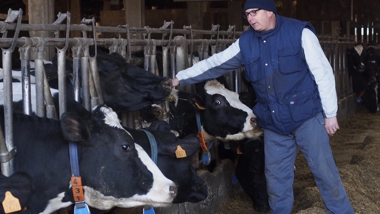 Le mucche di Marinella ora sono bresciane: scaduto il mese rischiano di essere trasferite