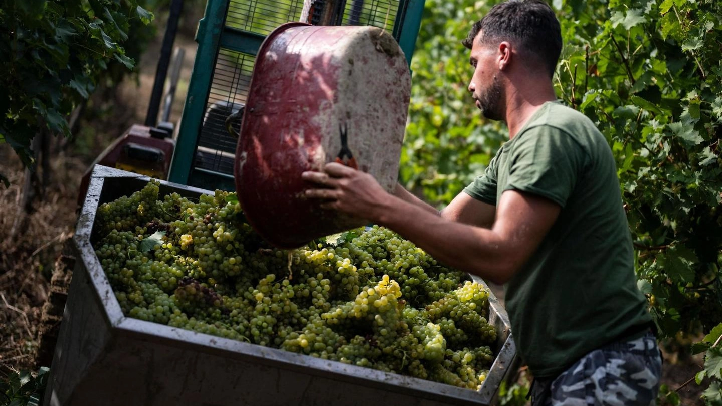Vendemmia Vendemmia