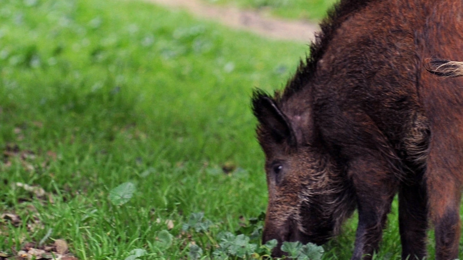 Cinghiale