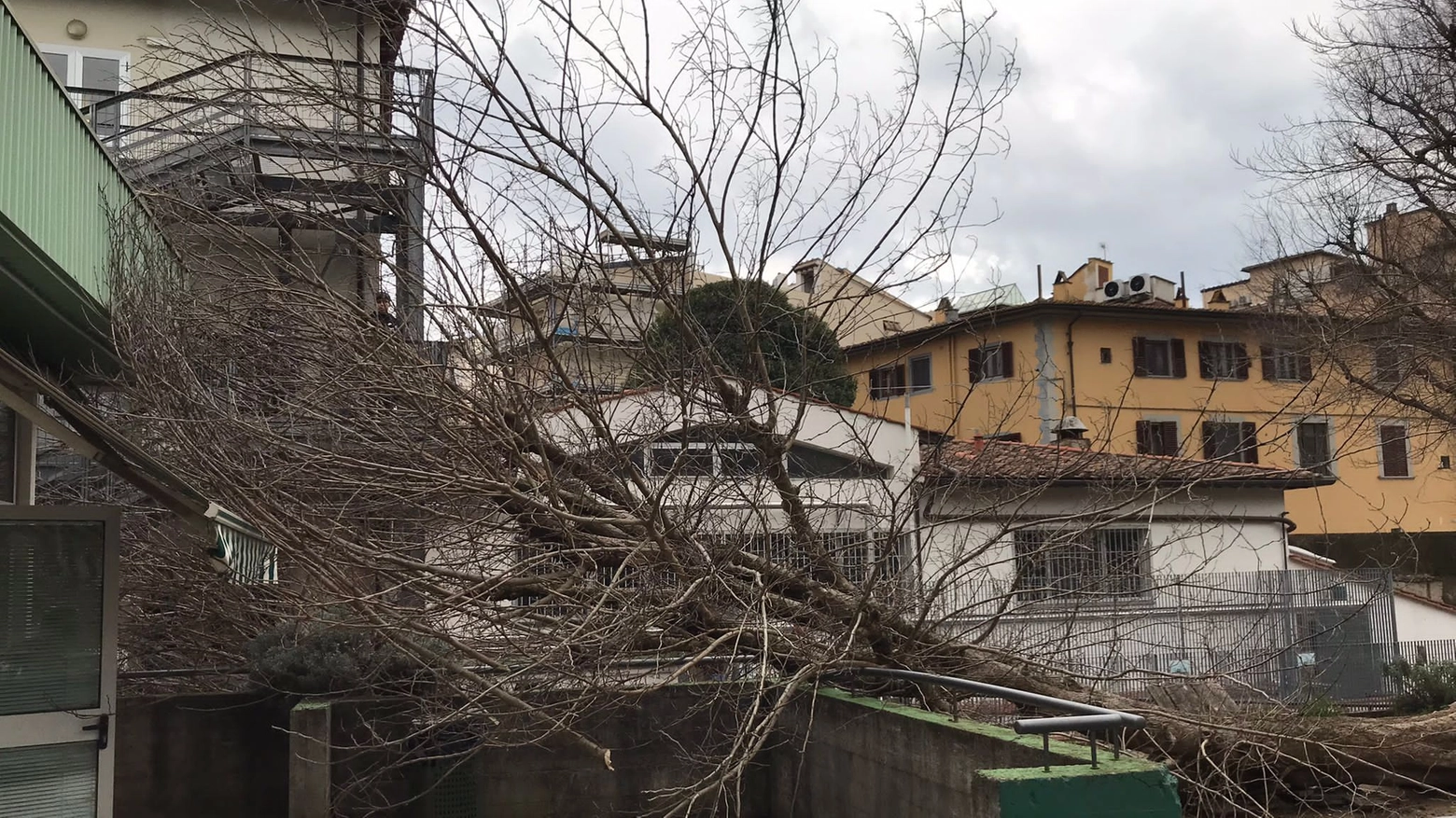 L'albero crollato alla Vittorio Veneto