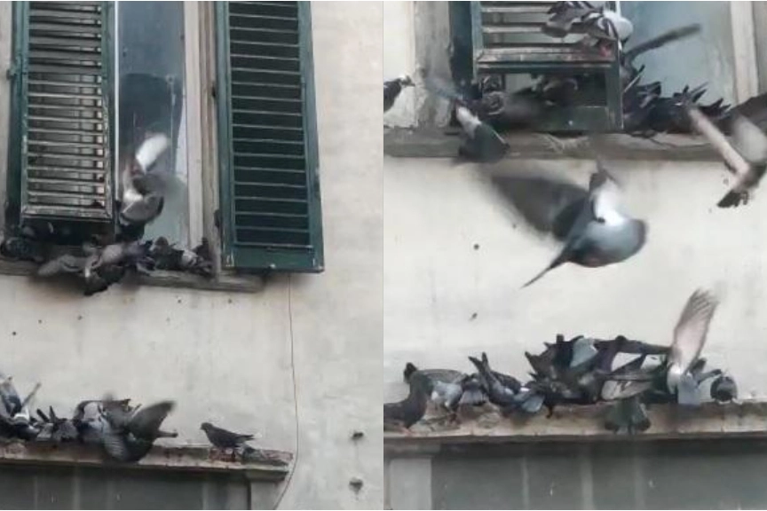 Piccioni in via Romana