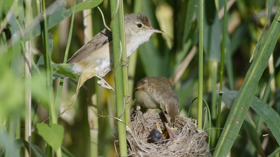 Le famigliole di uccelli possono essere a rischio per sfalci e potature