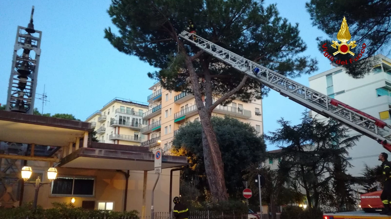 L'intervento dei vigili del fuoco su uno degli alberi pericolanti