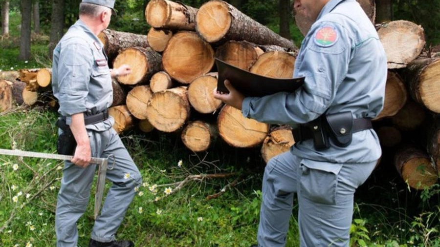 Carabinieri forestali (foto Ansa)