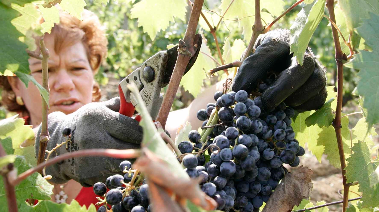 Vendemmia (Archivio Fabio Dipietro) Vendemmia (Archivio Fabio Dipietro)