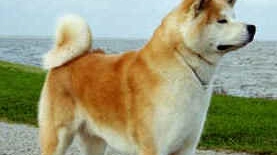 Un cane di razza Akita