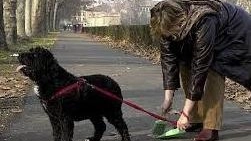 Strade imbrattate dai cani La controffensiva di Sea Strade imbrattate dai cani La controffensiva di Sea