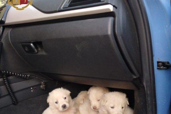 I cuccioli (foto Polizia stradale)