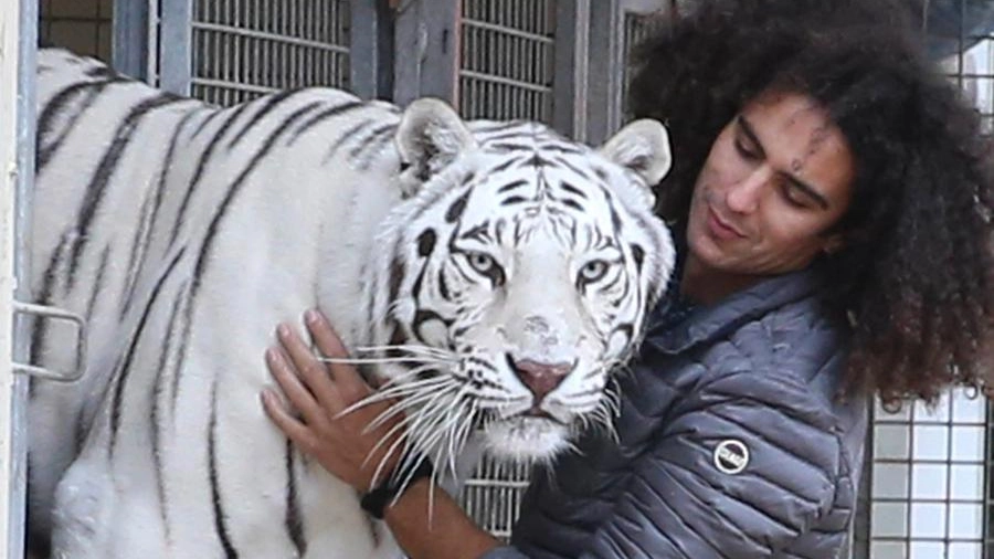 Jason Caveagna ieri con la tigre bianca (Foto Di Pietro) 