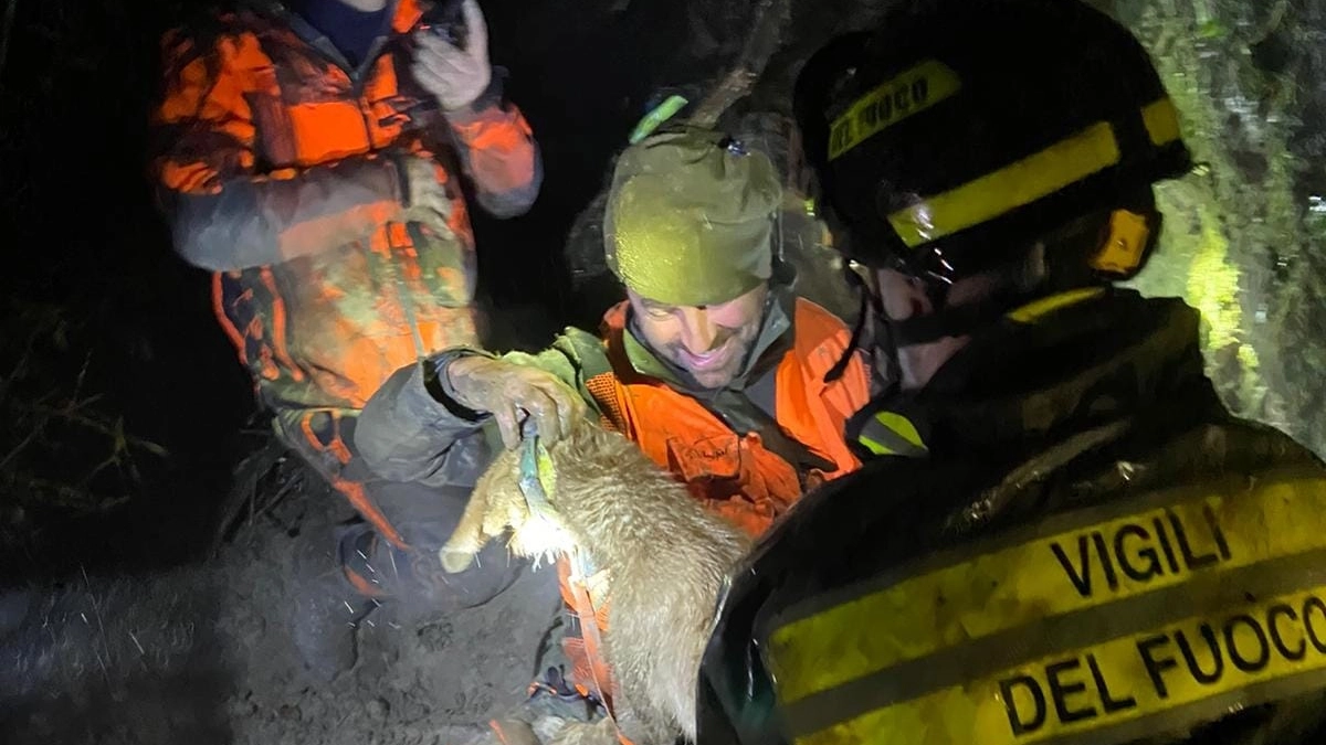 Cane in trappola nella tana di un istrice, il salvataggio dei vigili del fuoco (Foto vigili del fuoco)