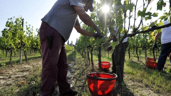 Braccianti in un campo