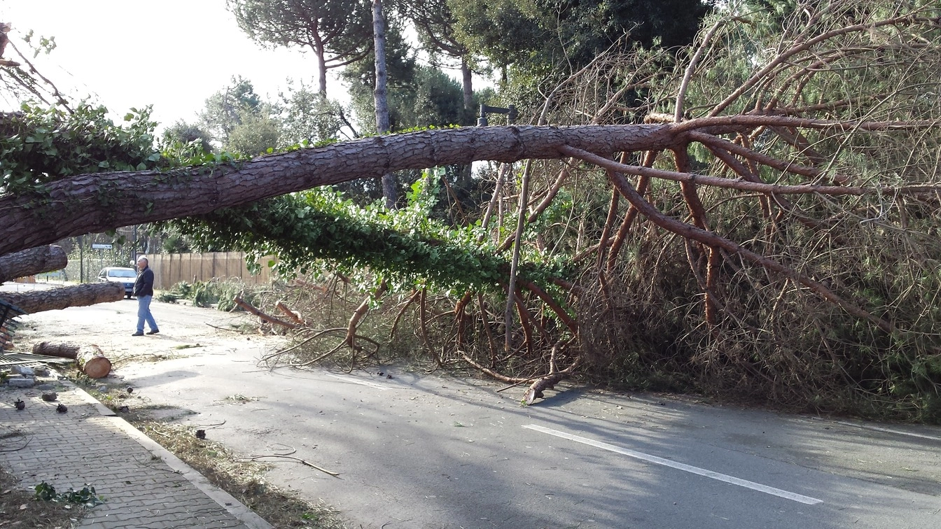 Fermo, un albero caduto in strada (Foto d'archivio)