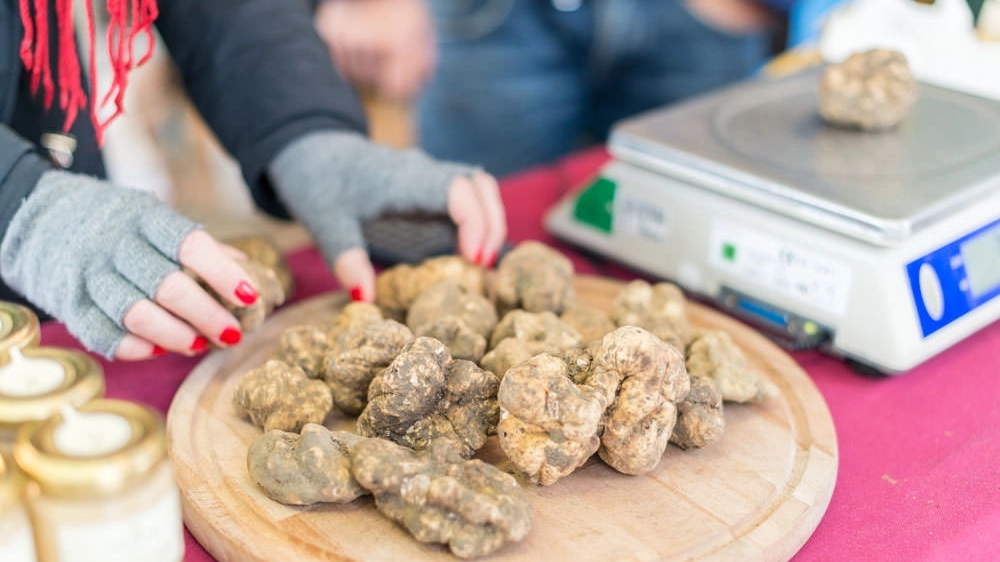 Mostra del tartufo a San Miniato: programma, cooking show e cosa mangiare