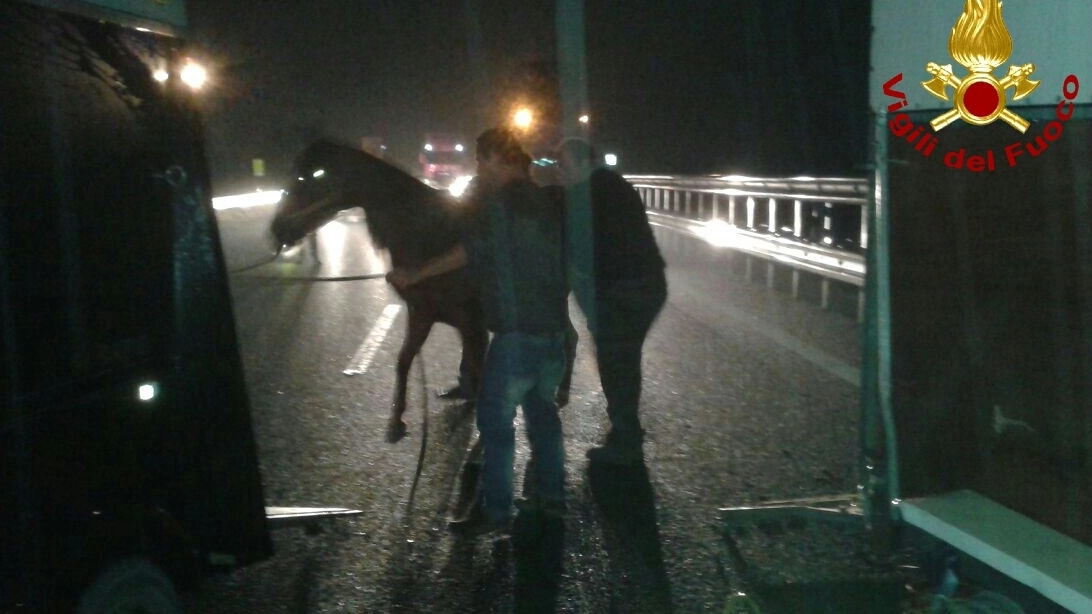 I cavalli soccorsi in autostrada