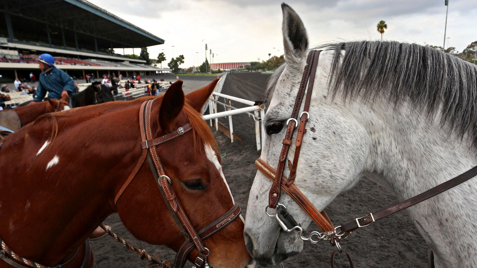 Cavalli in una foto Reuters