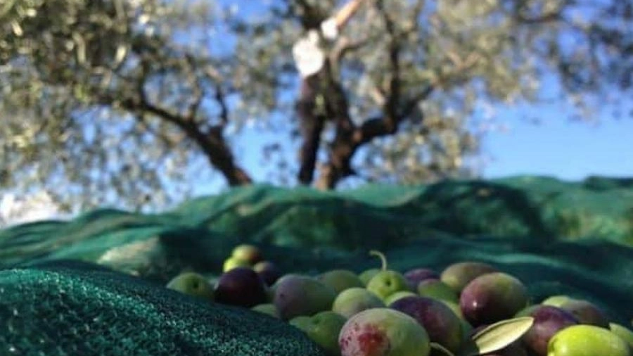 Raccolta delle olive (foto di repertorio)