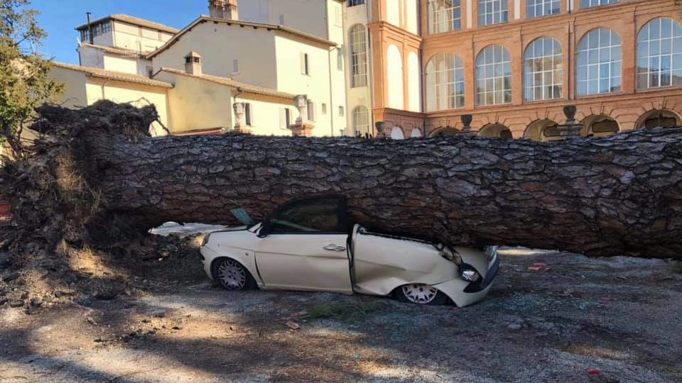 Foligno, il pino caduto su un'auto (Immagini)