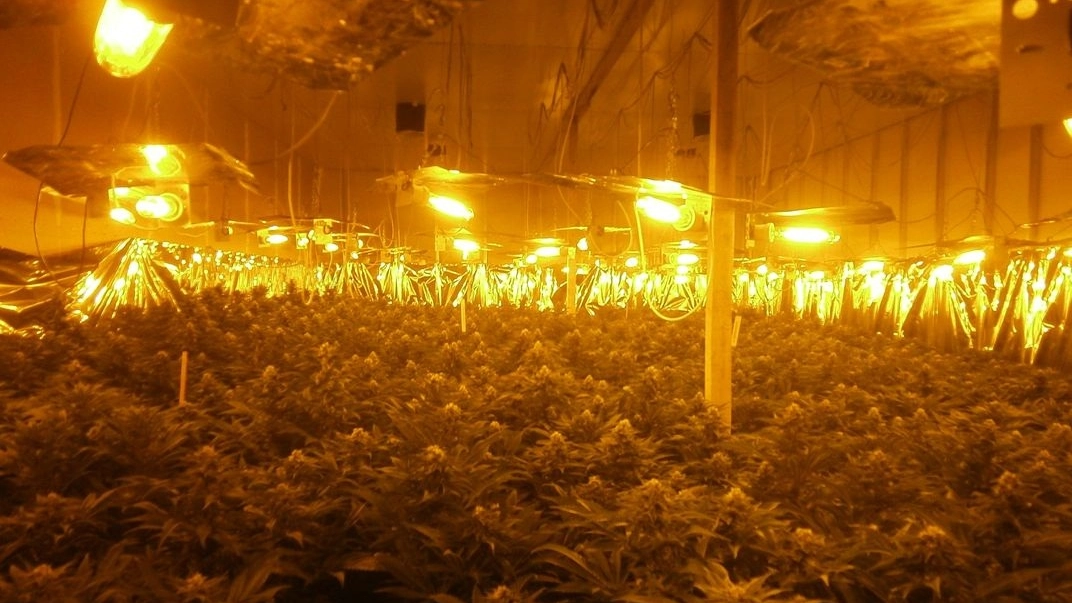 L'interno di uno dei capannoni trasformati in serre per coltivare la marijuana