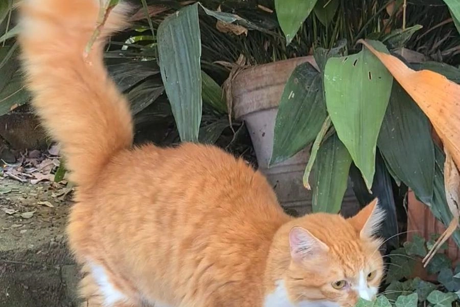 Il gatto Erol si è perso