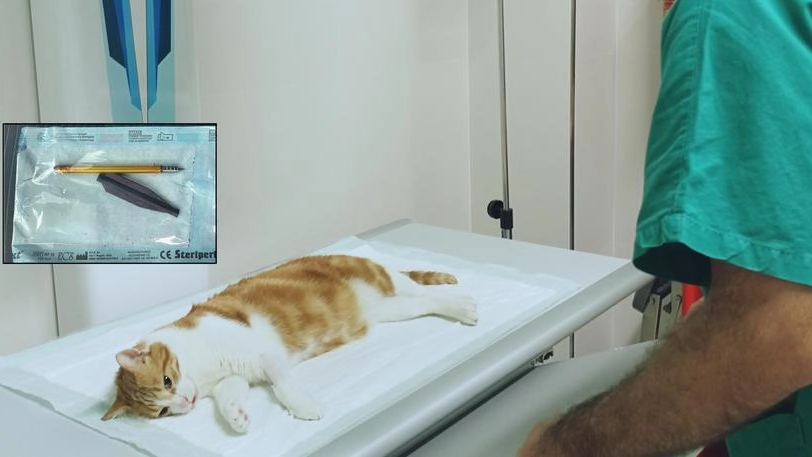 Un gatto dal veterinario. Nel riquadro, parte della freccia