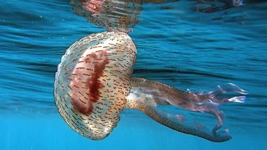 Il pericolo delle meduse