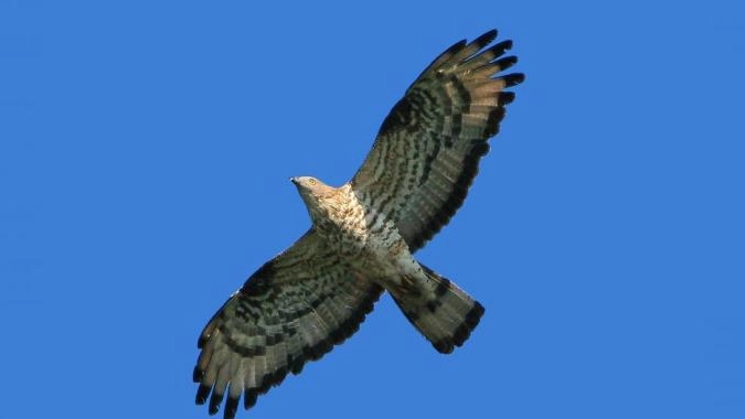 Un falco in volo