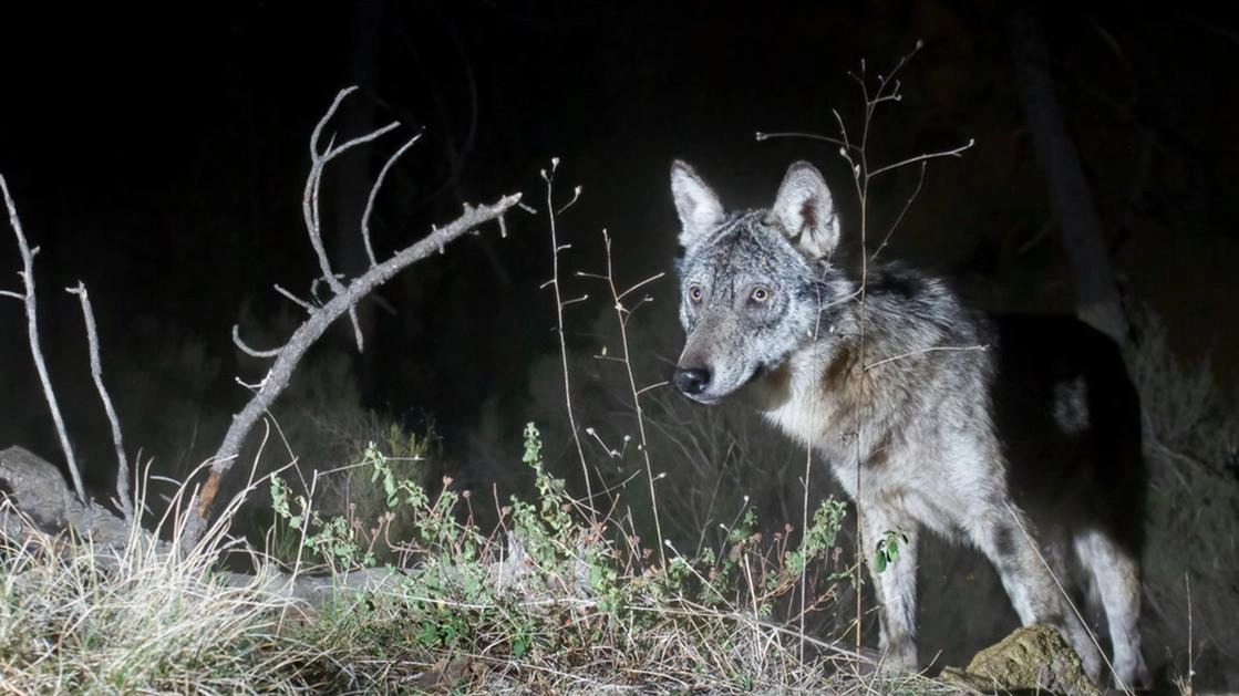 Avvistato un branco di lupi a Iolo. L’allarme di allevatori e coltivatori Avvistato un branco di lupi a Iolo. L’allarme di allevatori e coltivatori