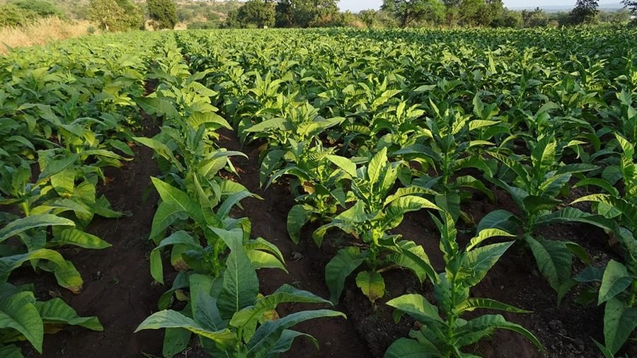 Il kentucky, materia prima del sigaro toscano, è il tabacco coltivato in Valtiberina