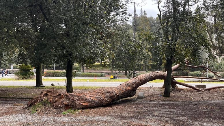 Albero crollato da mesi in pineta Il problema lo ha risolto Andrea Albero crollato da mesi in pineta Il problema lo ha risolto Andrea