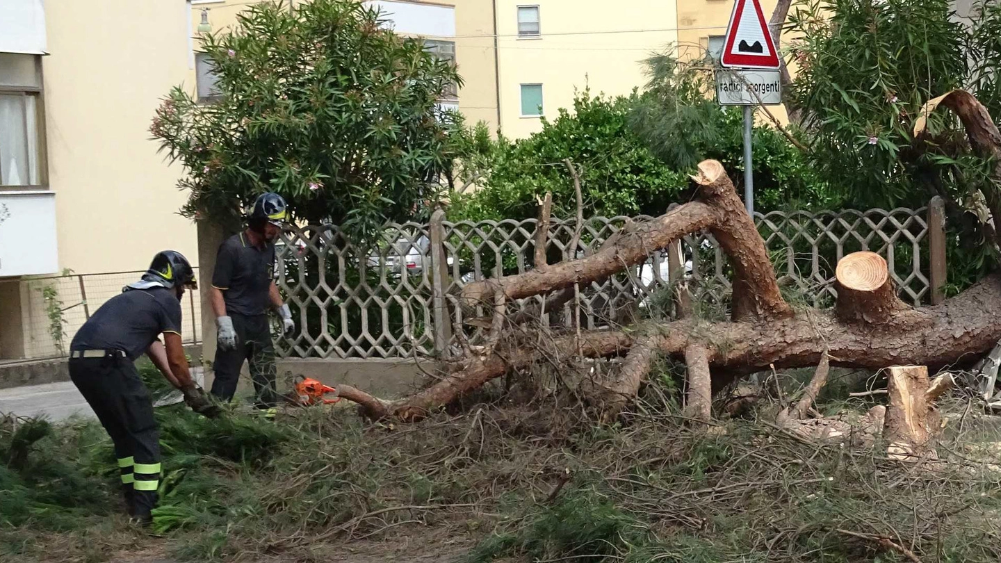 Al lavoro sull'enorme ramo di pino crollato (foto Umicini)