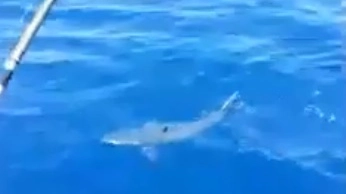 Lo squalo filmato dai pescatori