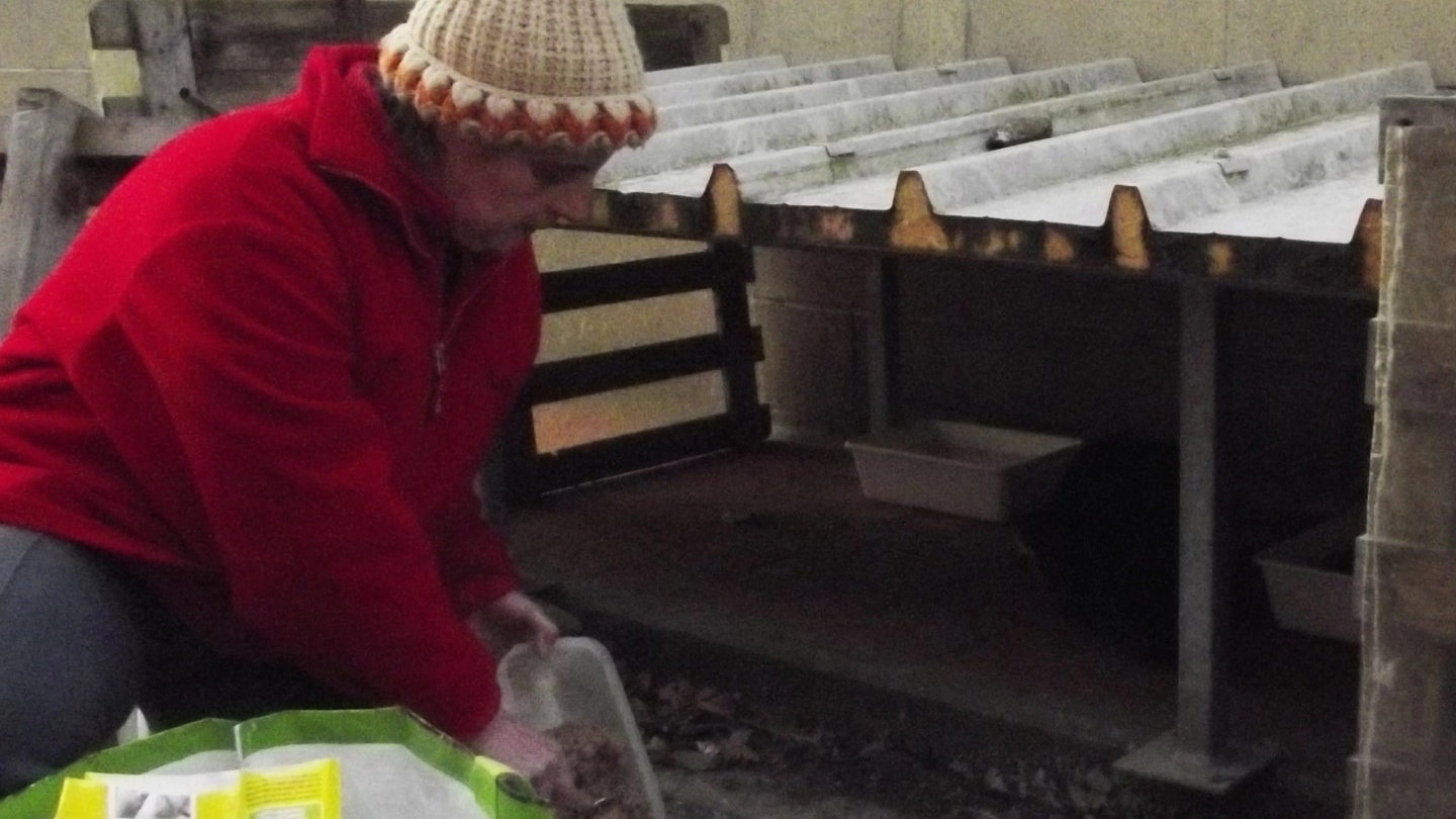 Katalin Szabò mentre prepara il «pranzo» per i suoi cinquanta gatti