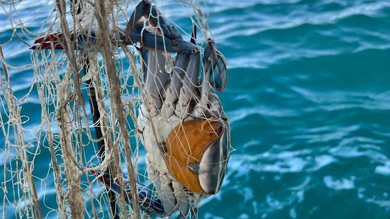 Incubo granchio blu  Un maxi esemplare  catturato a Tellaro