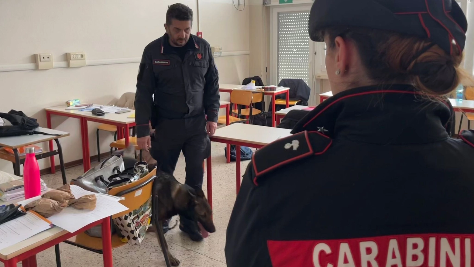 Cani carabinieri in azione