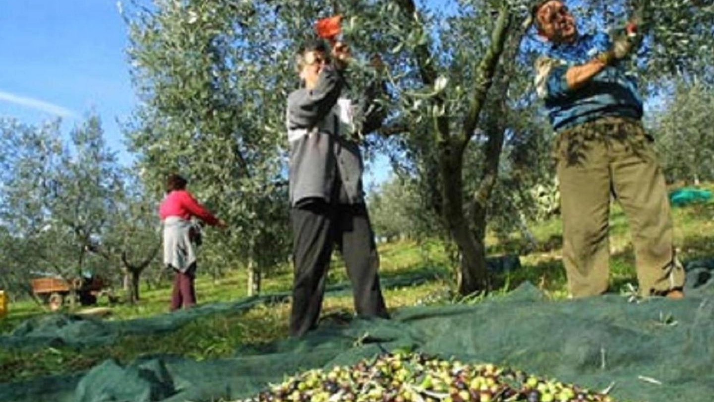 NEI CAMPI In questi giorni è partita la raccolta delle olive, andrà avanti per circa un mese poi spazio all’opera dei frantoi