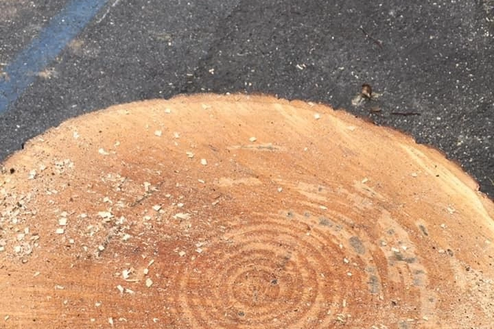 Un particolare di uno degli alberi