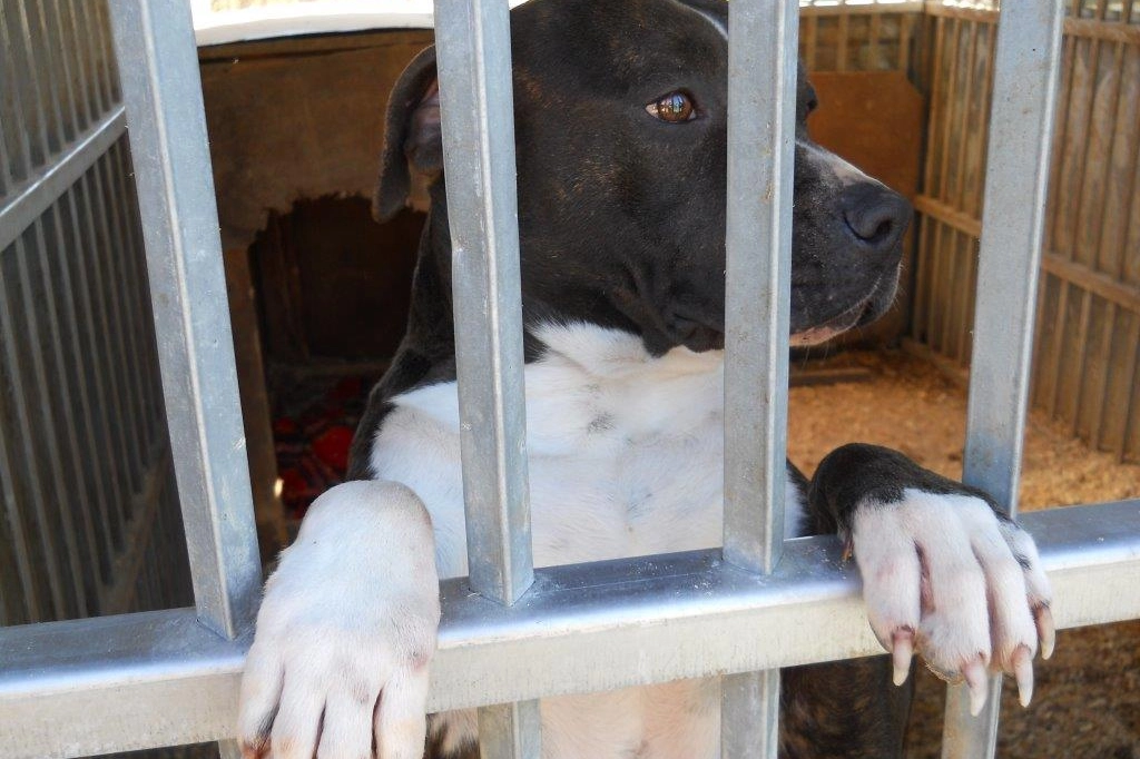 Uno degli animali salvati