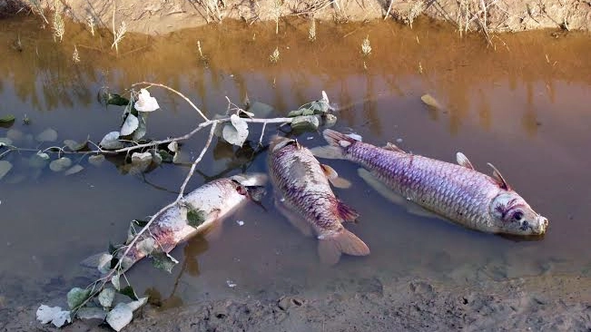 Moria di pesci