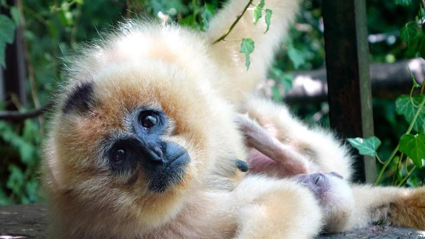 Siam, il gibbone nato allo zoo di Pistoia 