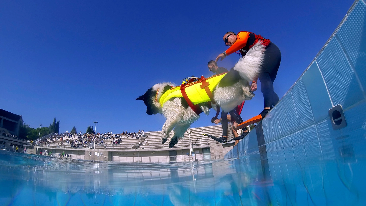Dimostrazione dei cani bagnini alla piscina comunale di Empoli