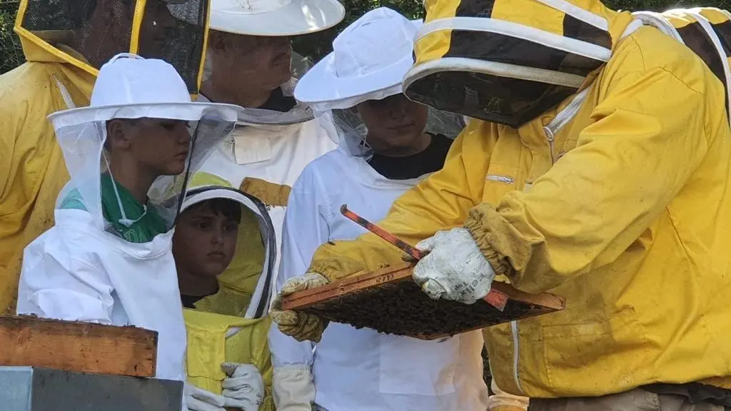 La giornata mondiale delle api   La minaccia a causa  del maltempo  "Se continua così, muoiono di fame"