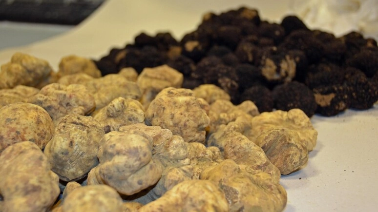 Prezzo del tartufo ancora in calo a novembre